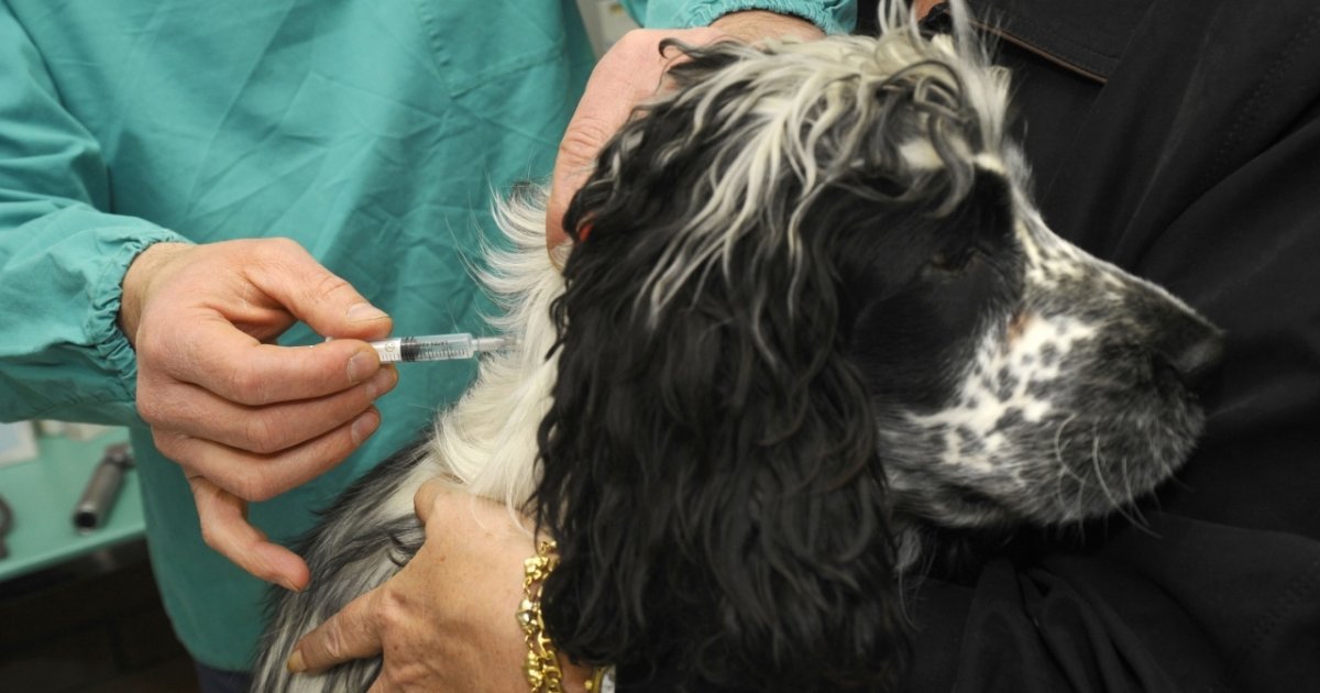 Mi Dispiace Il Suo Cane E Morto Ticinonline