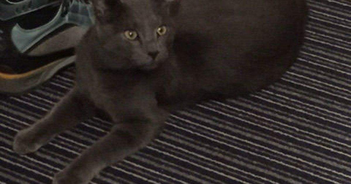 Trovato Un Gatto Grigio In Buona Salute Ticinonline