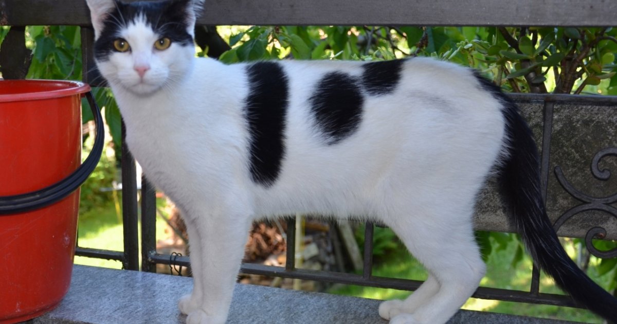 Ritrovato Un Gatto Bianco E Nero Ticinonline