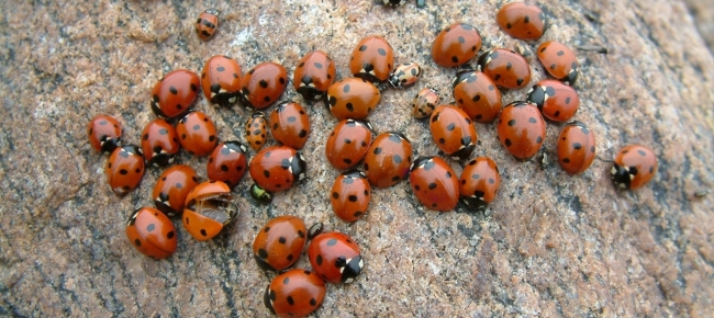 Migliaia di coccinelle in fuga dall inverno Ticinonline