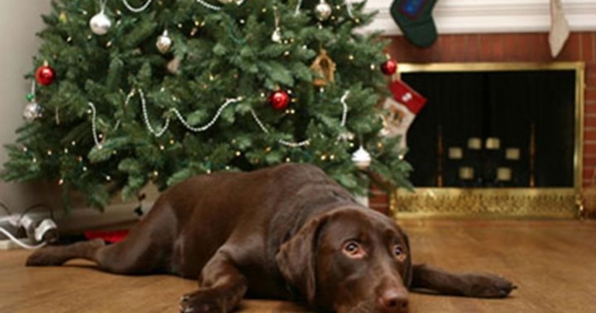 Immagini Di Cani Di Natale.Come Addobbare Un Albero Di Natale A Prova Di Cane Ticinonline