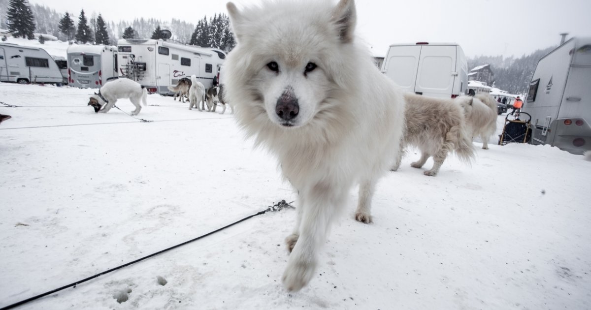 Torna La Gara Dei Cani Da Slitta Ticinonline