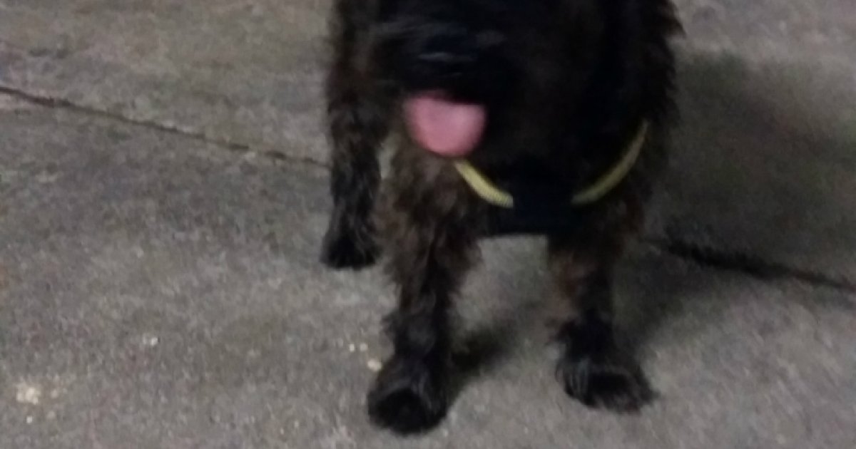Cane Marrone Di Piccola Taglia Trovato A Massagno Ticinonline