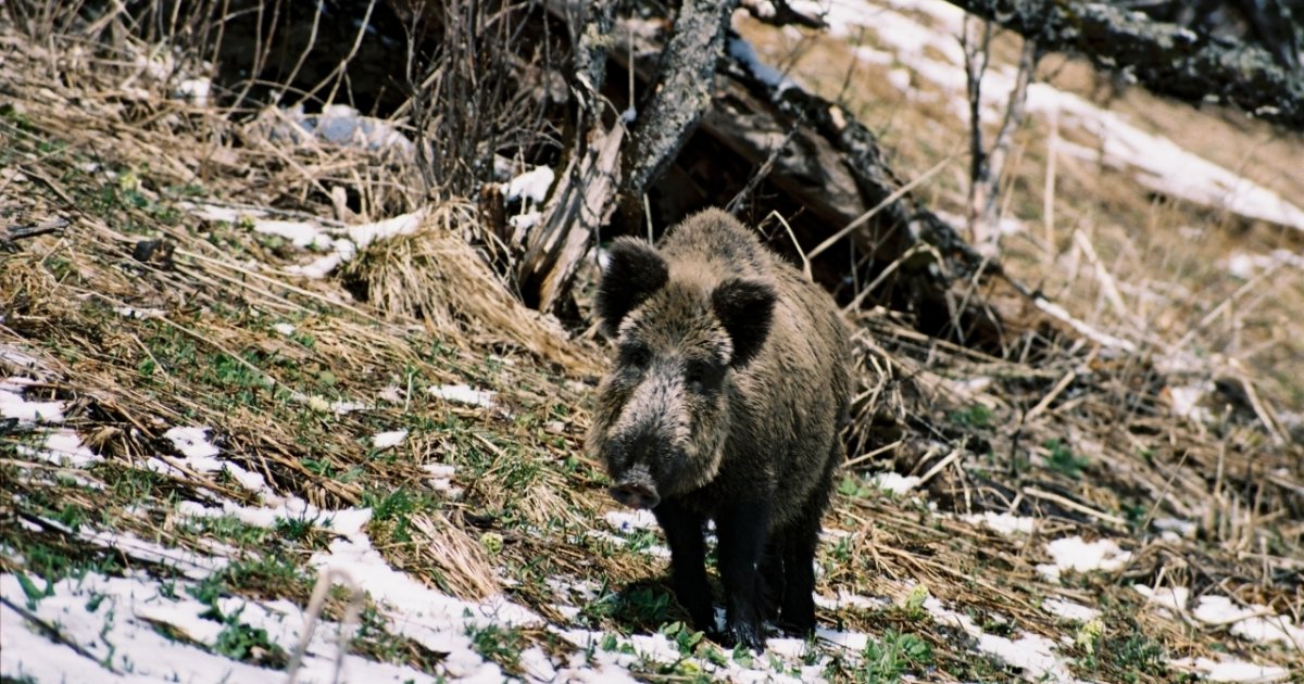 Bolt Campione Di Velocità Meglio Il Cinghiale Ticinonline