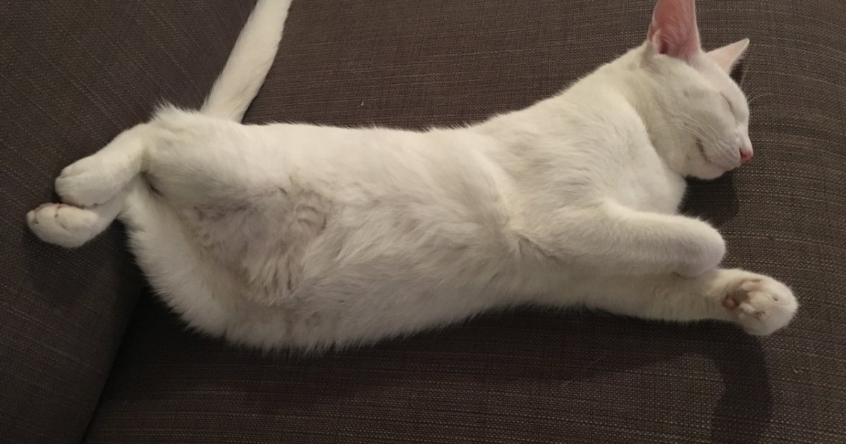 Gatto Bianco Scomparso A Madonna Del Piano Ticinonline