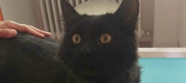 Gatto Nero Molto Affettuoso Ritrovato A Chiasso Ticinonline
