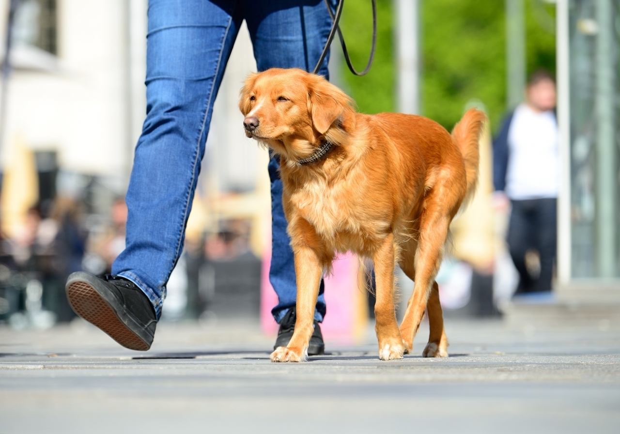 Esame del Dna escrementi cani Malnate