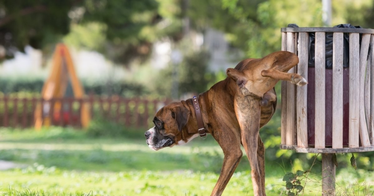 Multa al cane perché fa pipì ecco dove conviene di meno Multa al cane perché fa pipì ecco dove conviene di meno