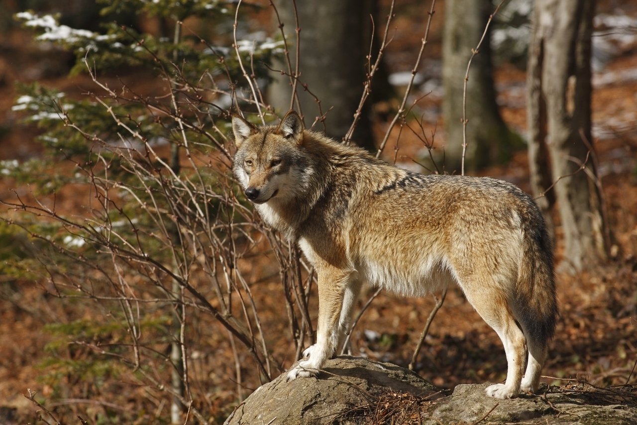 Il Lupo Non è Più Un Animale Raro Ed è Più Furbo Di Noi