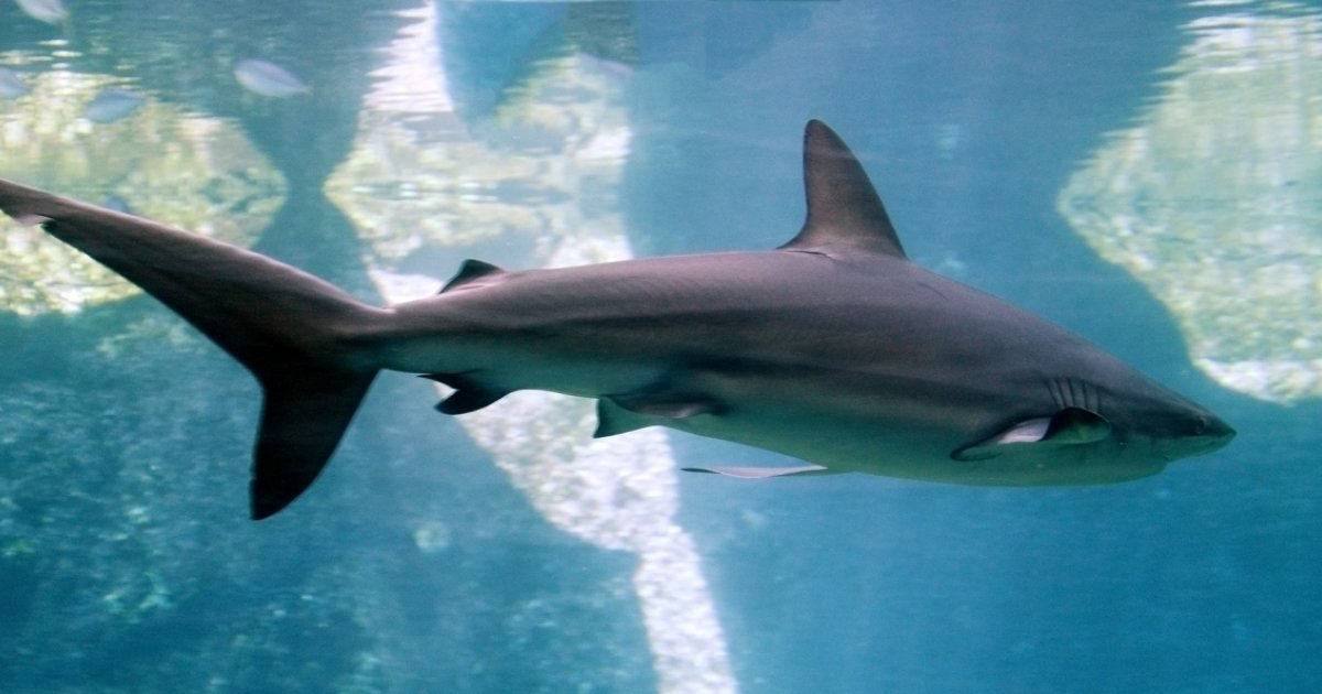 Bagnanti trovano un piccolo squalo in piscina