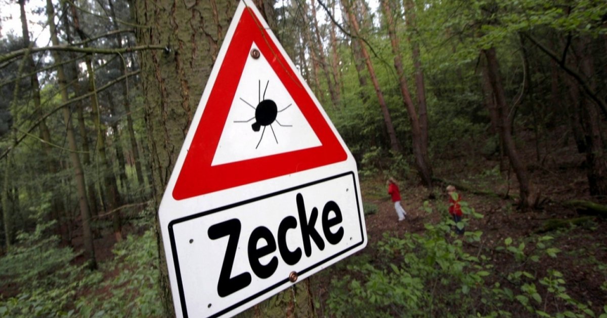 Con Il Caldo Arrivano Anche Le Zecche Ticinonline