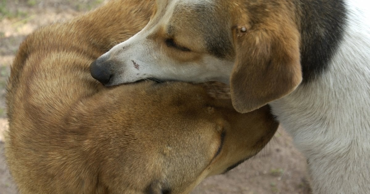 Qui Piu Cani Che Persone Impariamo A Conviverci Ticinonline