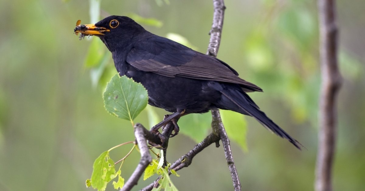 Nei Nostri Giardini Piu Di 1 Specie Di Uccelli Ticinonline