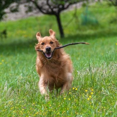 Popolazione Canina Record Il Conflitto E Dietro L Angolo Ticinonline