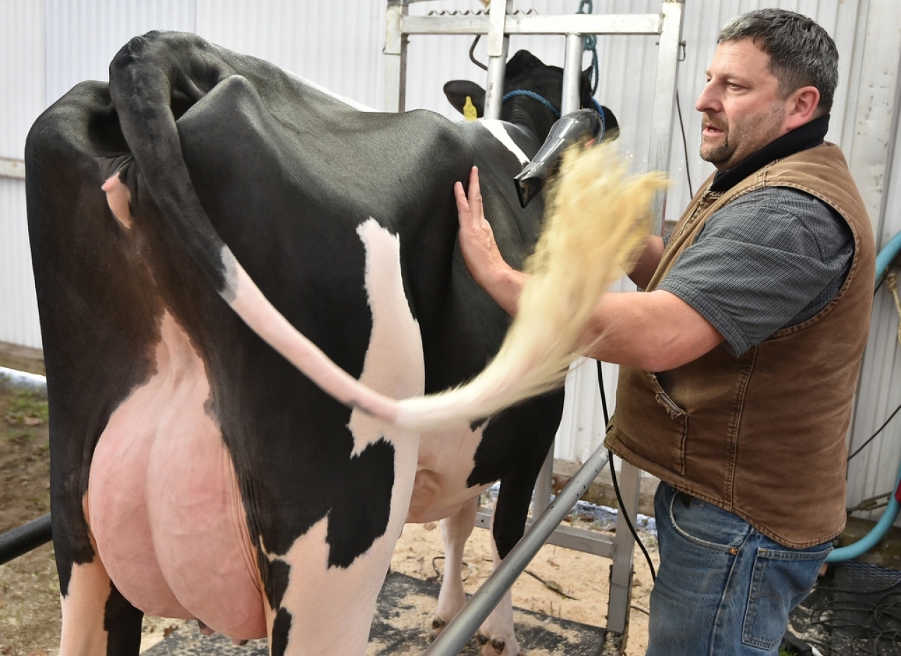 Mucche Stop Alle Mammelle Stragonfie Ticinonline