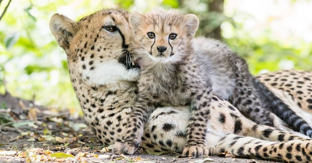 Due Nuovi Cuccioli Di Ghepardo Allo Zoo Di Basilea Ticinonline due-nuovi-cuccioli-di-ghepardo-allo-zoo-di-basilea-ticinonline