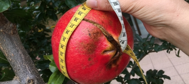 sito di incontri dragonfruit