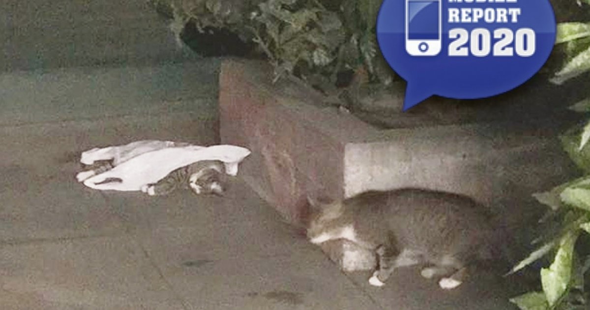 Rimbalzati Al Telefono Per Un Gattino Morto Ticinonline