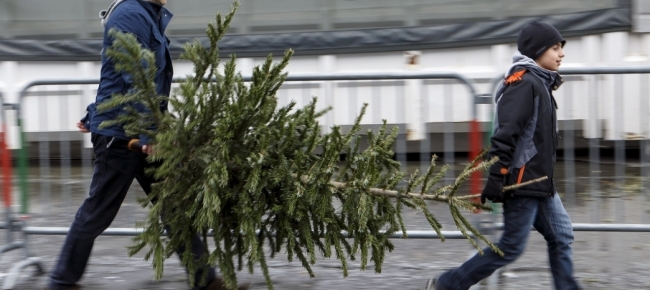 Mezzo Milione Di Alberi Di Natale Svizzeri In Vendita Ticinonline