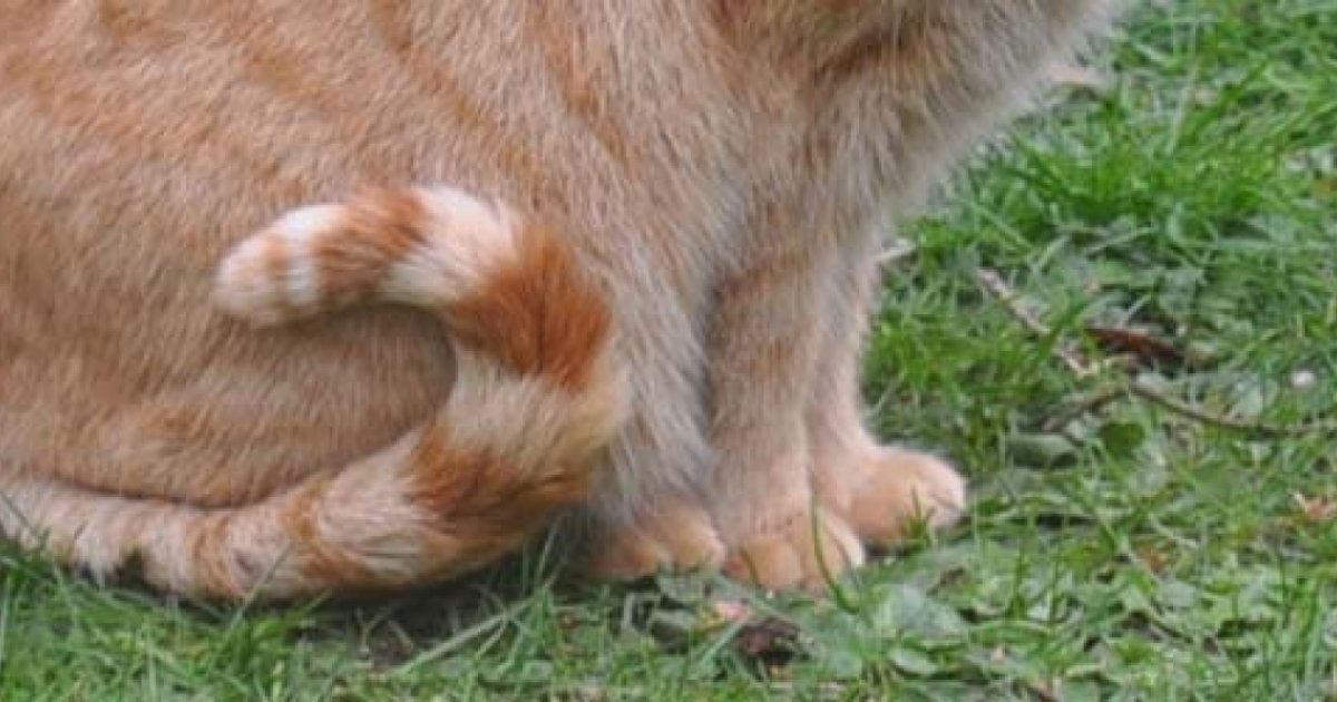 Come “leggere” la coda del gatto