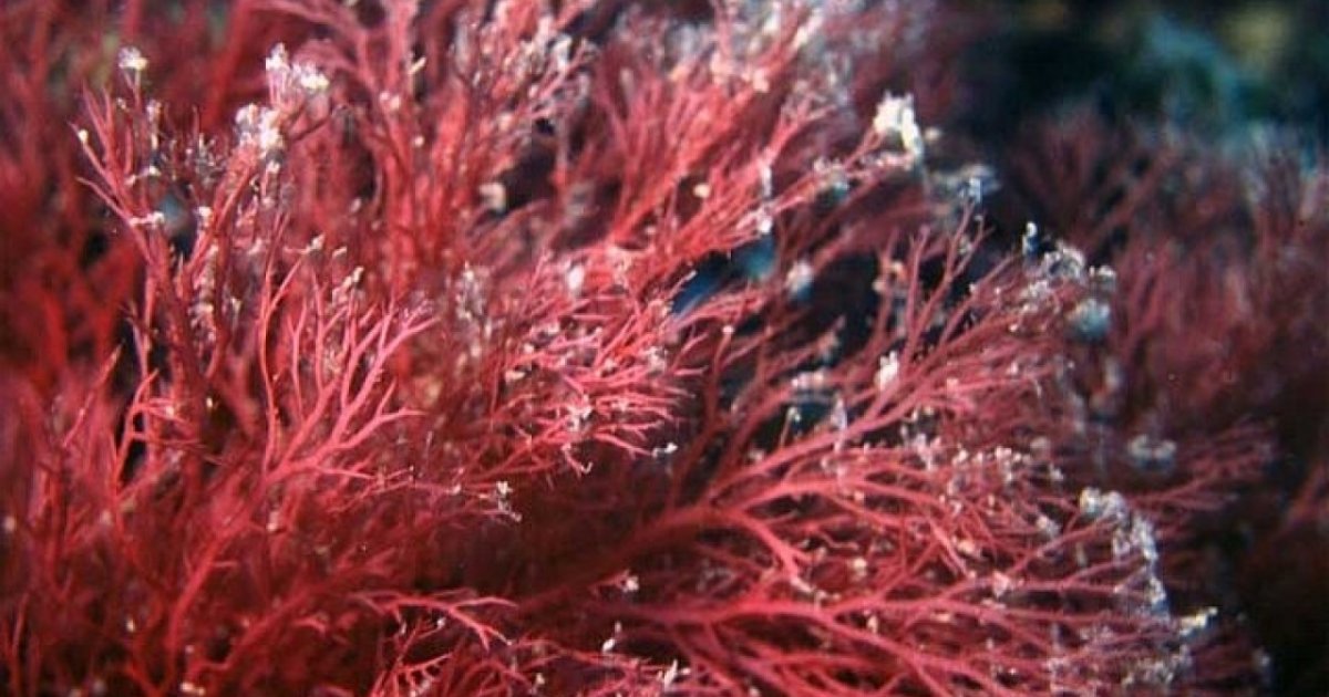 Le qualità dell’alga rossa - Ticinonline