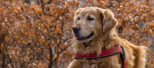 Golden Retriever sito di incontri