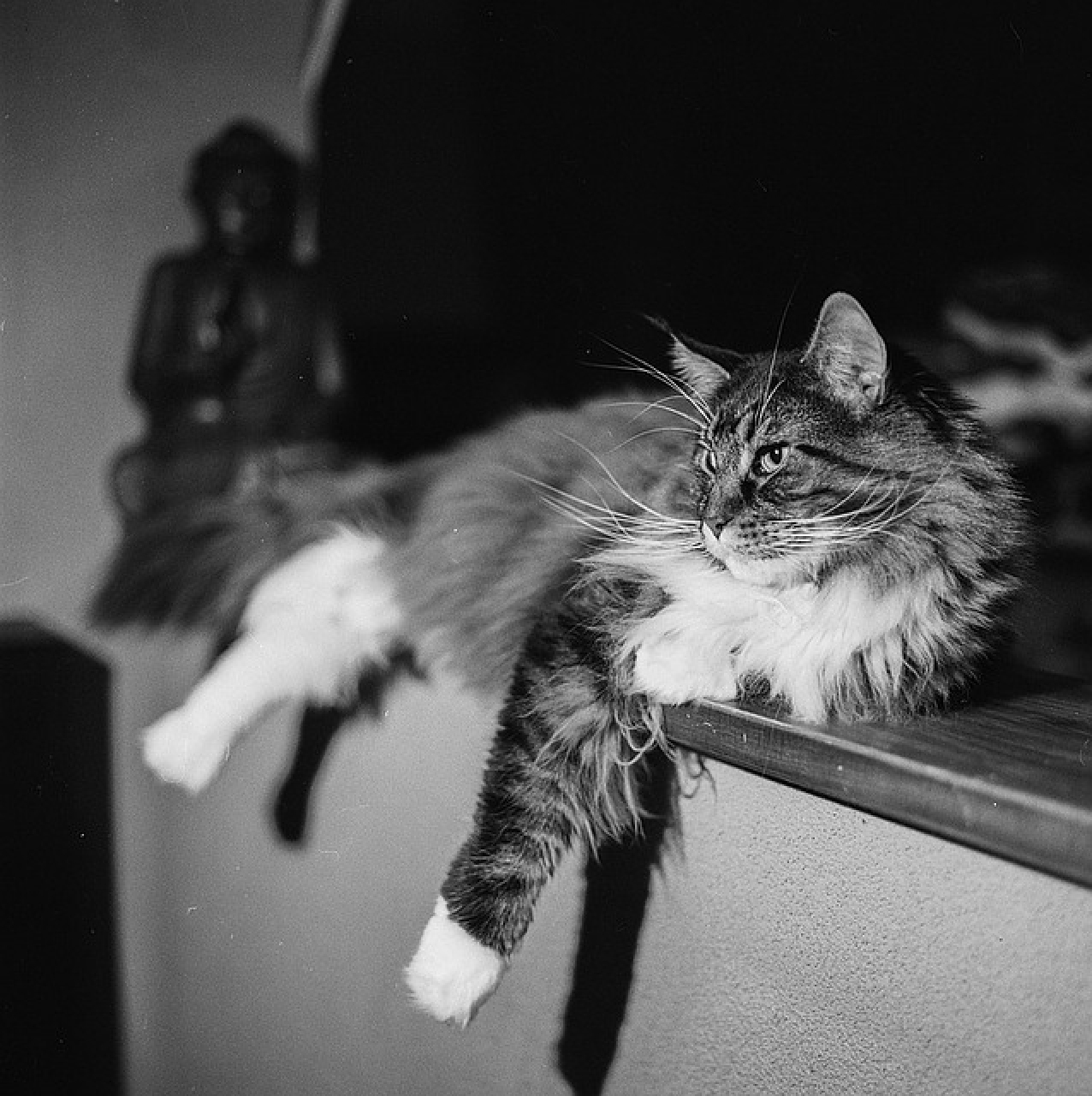 Il mio bagnato micio pics