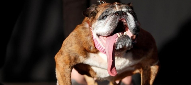 Zsa Zsa Il Cane Più Brutto Del Mondo Ticinonline