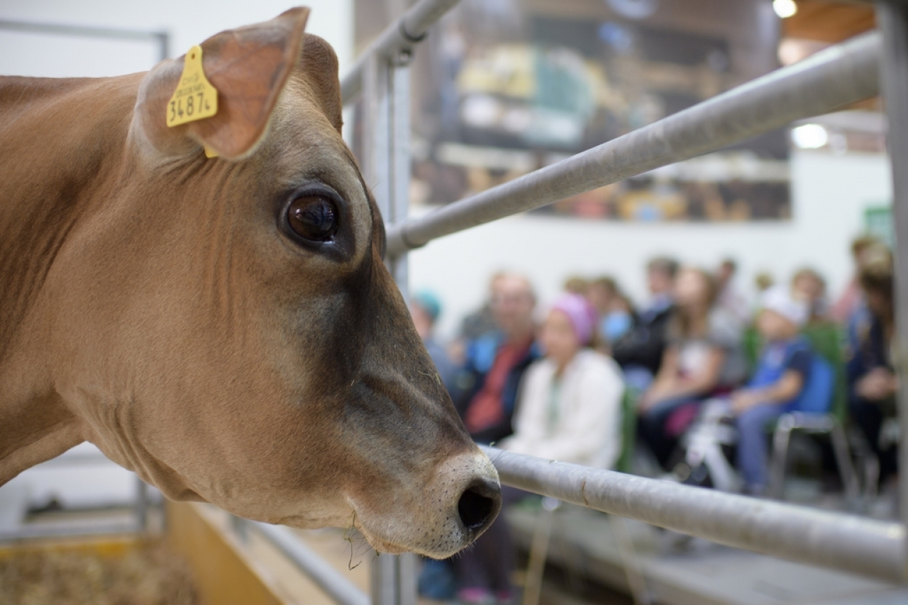 Mucche Svizzere Sempre Piu Grosse Ticinonline