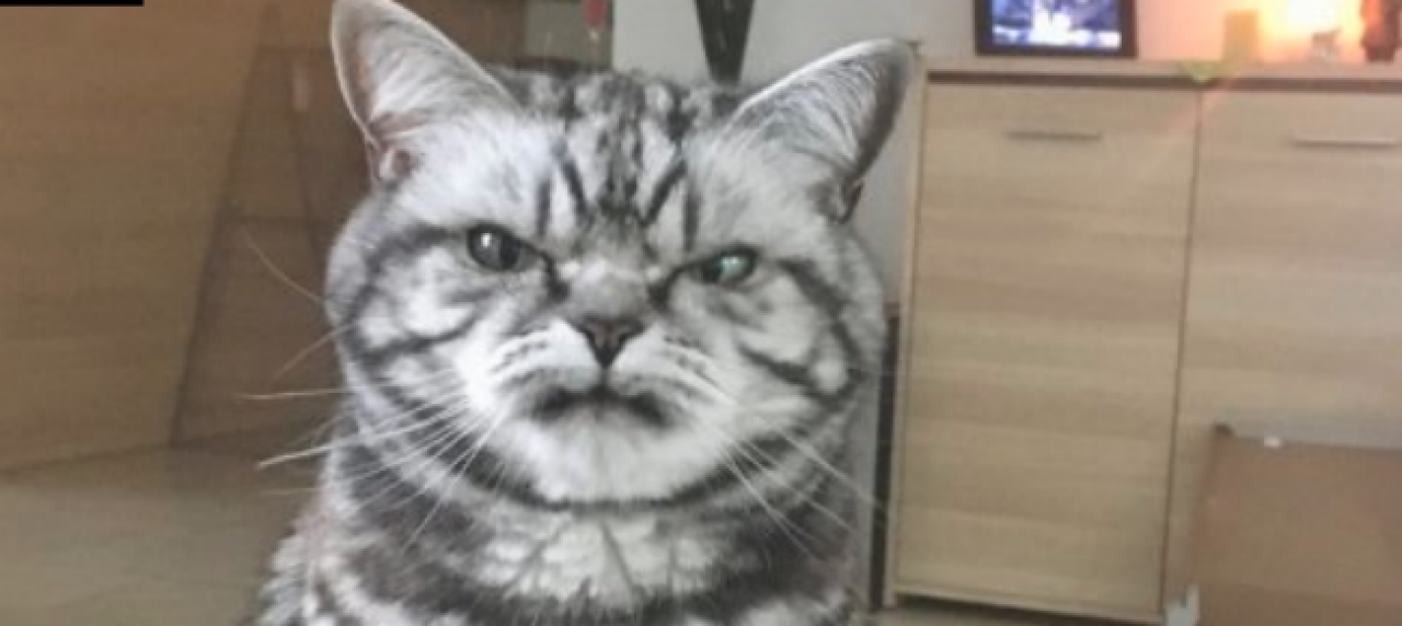 Ticinonline Questo Gatto Non è Arrabbiato