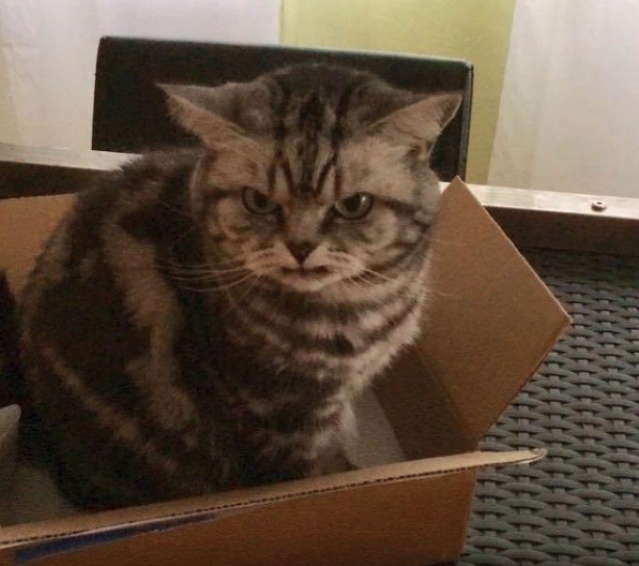 Ticinonline Questo Gatto Non è Arrabbiato