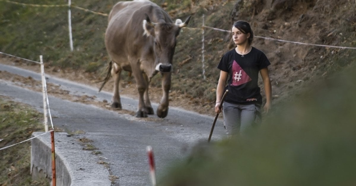 Le Nostre Mucche Devono Avere Le Corna Anche Se Serve Più