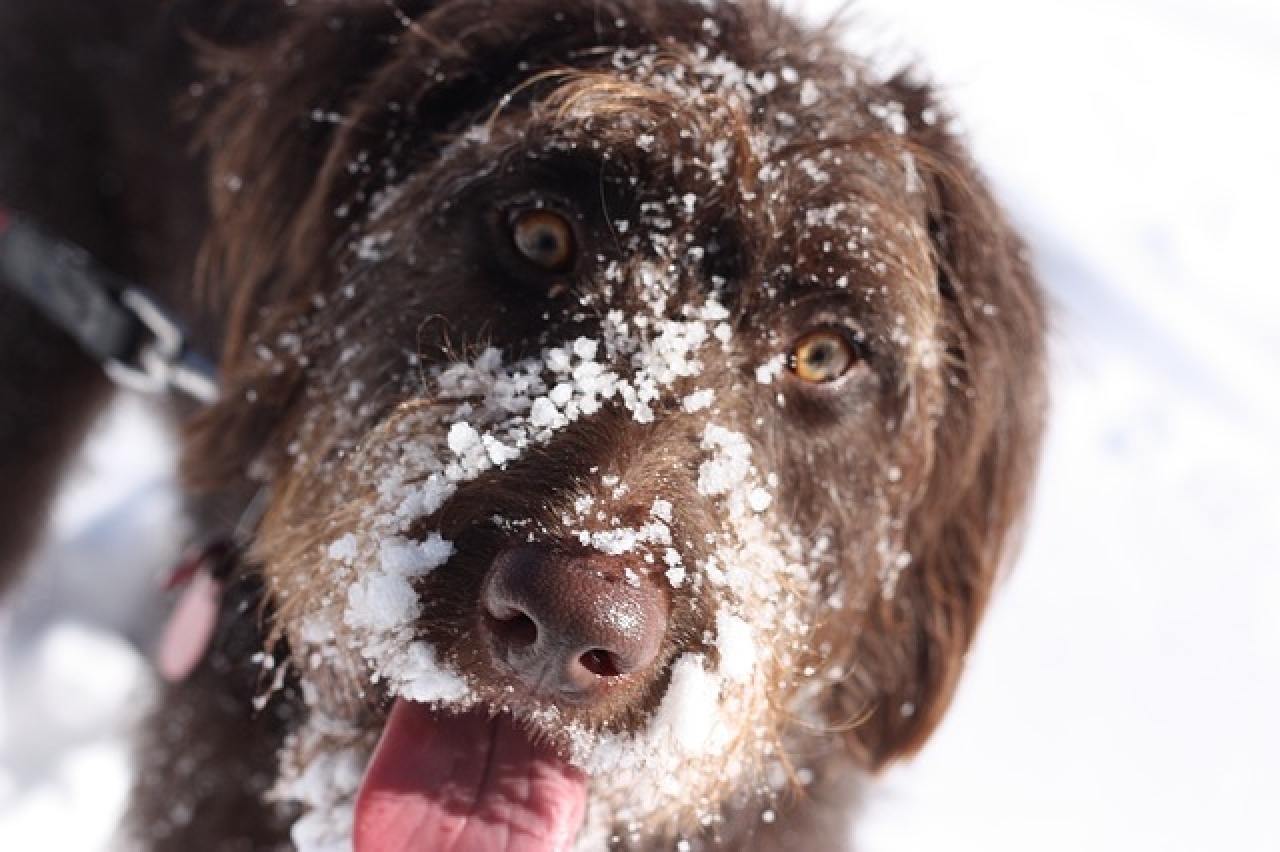 Ticinonline Arriva Il Freddo Cosa Fare Per Cani E Gatti