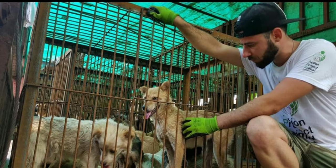 Cani addormentati missioni di incontri