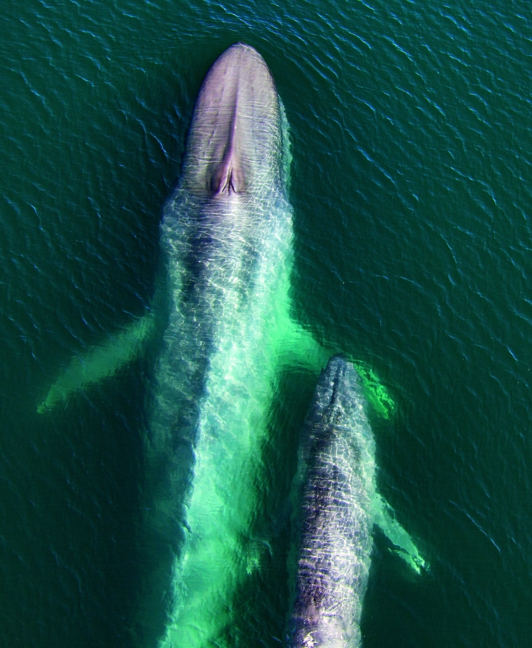 Meraviglie, new7wonder, sette meraviglie del mondo, nat geo