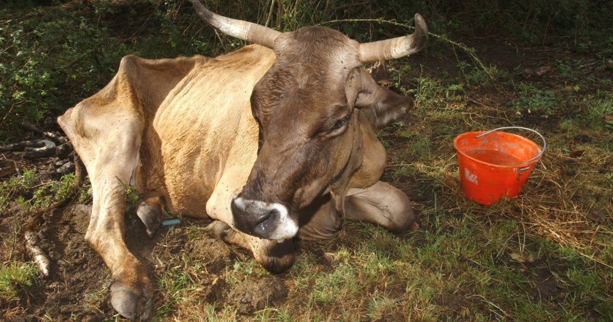 Reati Contro Gli Animali Il Ticino Poco Impegnato Nel Perseguirli Ticinonline