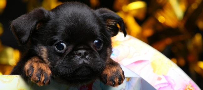 Cuccioli Natale Immagini.Niente Cuccioli Per Natale I Rifugi Tedeschi Non Li Affidano Sotto Le Feste Ticinonline