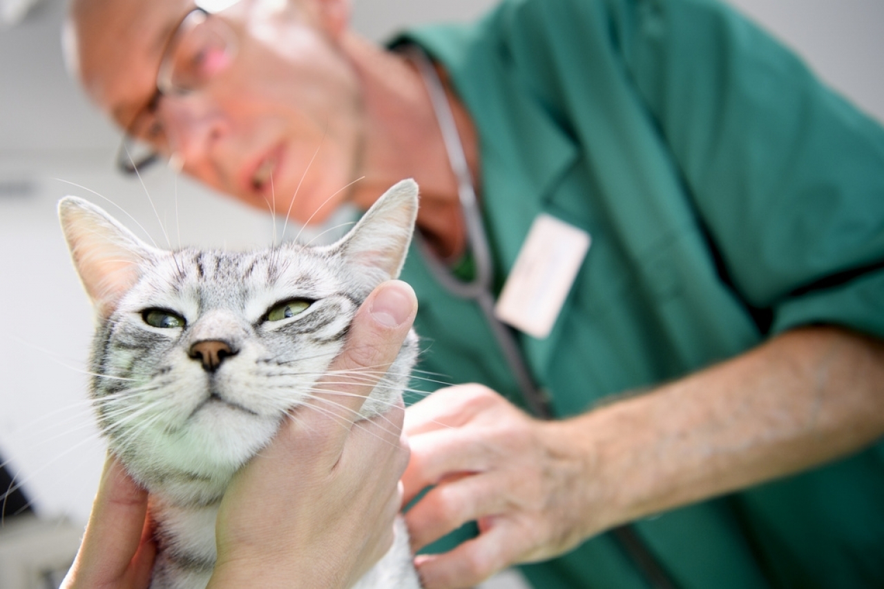 SCARICARE LE SPESE VETERINARIE