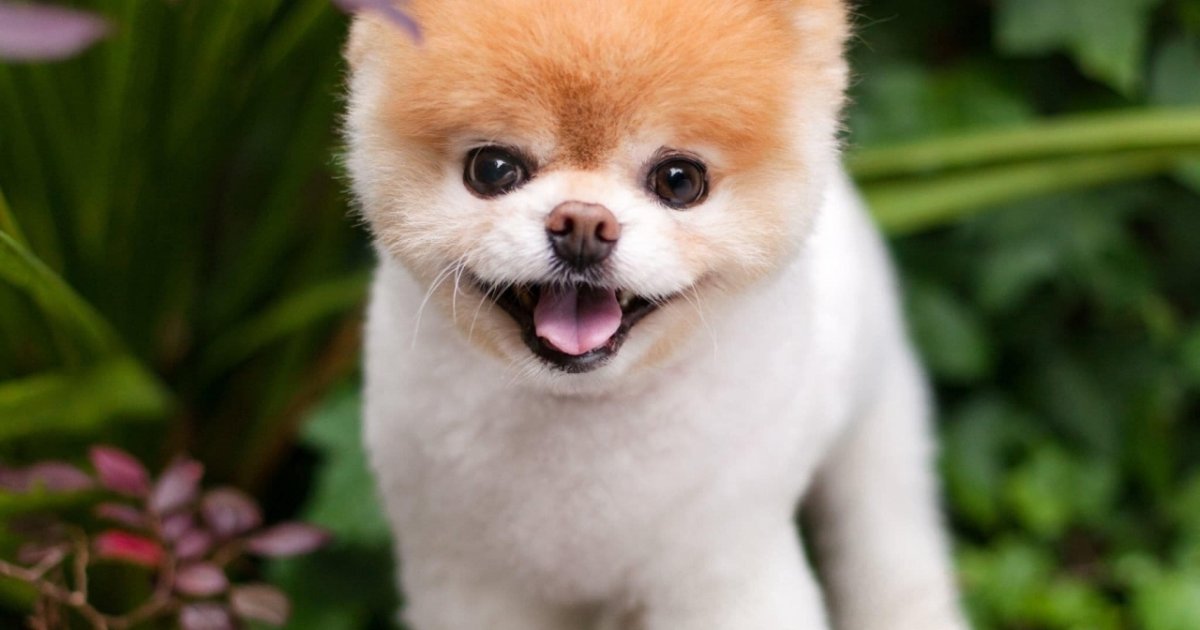 Morto Il Cane Piu Bello Del Mondo Ticinonline