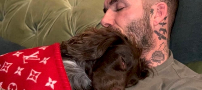 Il cane dei Beckham ha una coperta Louis Vuitton da 5000 euro - Ticinonline