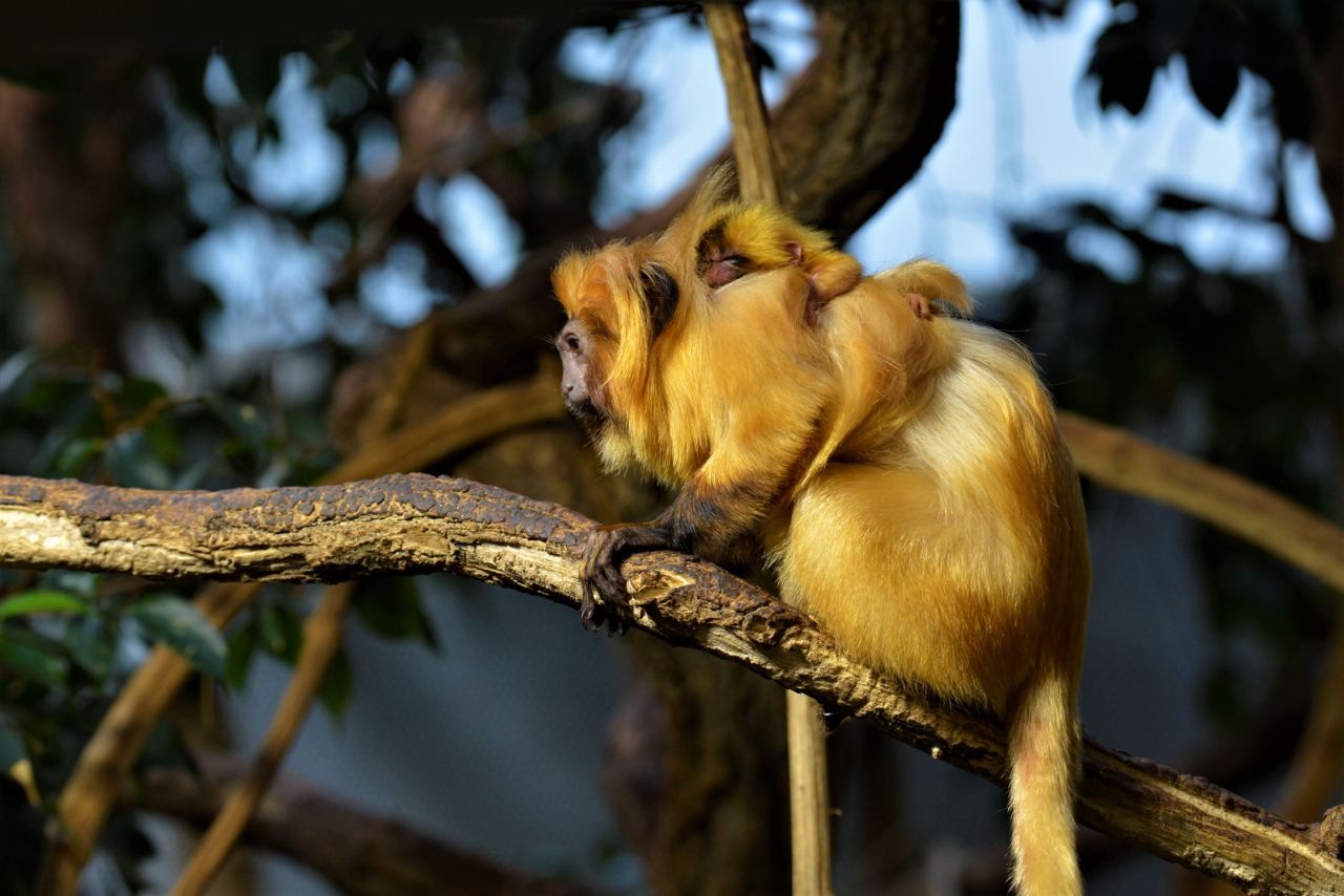 Lieto Evento Allo Zoo Nati Due Cuccioli Di Scimmia Leonina Ticinonline