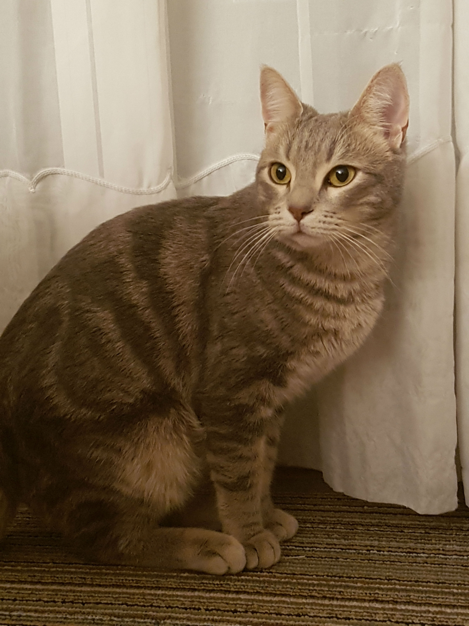 Qualcuno Ha Visto Un Gatto Grigio Tigrato Ticinonline