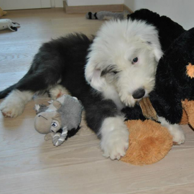 Pillole Di Mamma L Arrivo Di Un Cucciolo Ticinonline