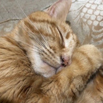 Ceneri Di Un Gatto Nello Spazio Il Viaggio Costerà 5000 Dollari