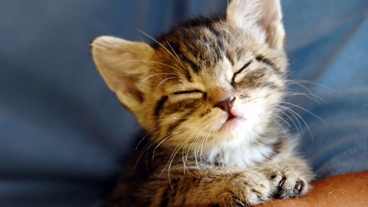Cani E Gatti Compromettono Il Clima Ticinonline