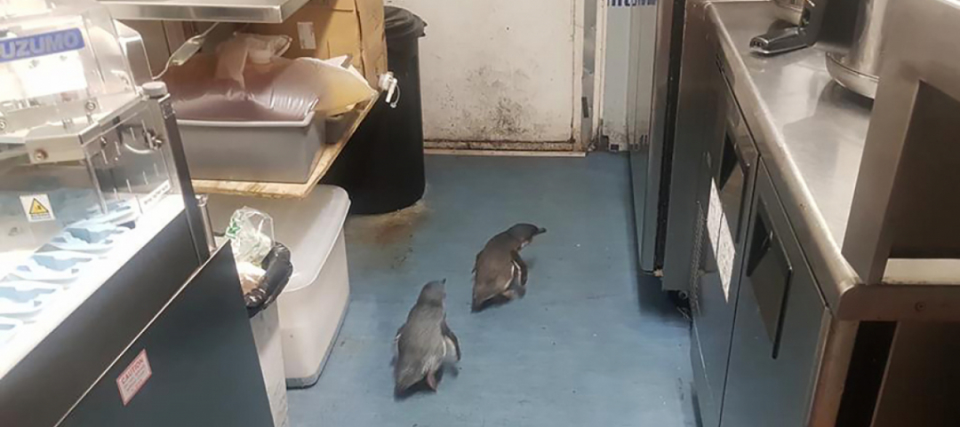 Risultati immagini per nuova zelanda due pinguini blu al nel ristorante Sushi B di Wellington?
