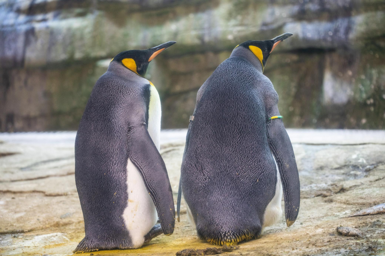 Una Coppia Di Pinguini Omosessuali Ha Adottato Un Uovo Abbandonato Ticinonline