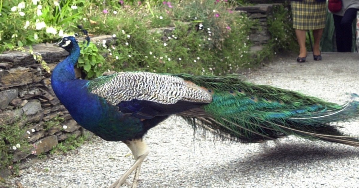 Commercio Illegale Di Animali E Piante Protetti Sanzioni Piu Severe Ticinonline