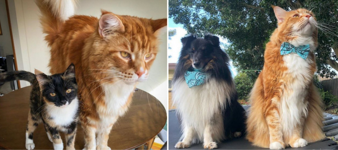 Omar Il Gatto Piu Grande Del Mondo Ticinonline