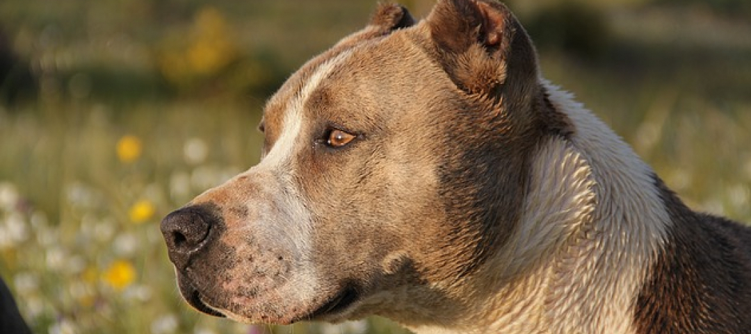 Pitbull Muore Per Salvare Due Bambini Da Un Serpente Ticinonline